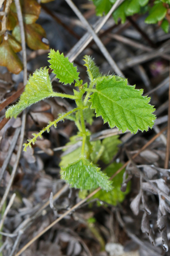 Tragia saxicola, photograph 1