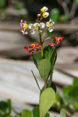 Byrsonima lucida