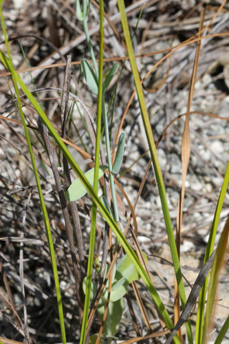 Eustoma exaltatum, photograph 2