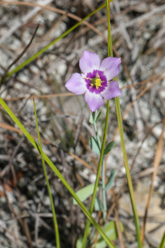 Eustoma exaltatum, photograph 1