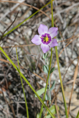 (c) Tom Field, some rights reserved (CC BY) Eustoma exaltatum, photograph (c) Tom Field, some rights reserved (CC BY)
