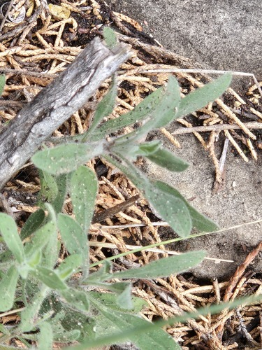 Erigeron tracyi