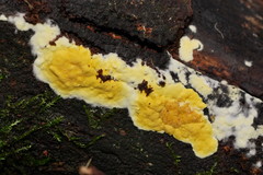 Trichoderma victoriense