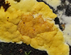 Trichoderma victoriense