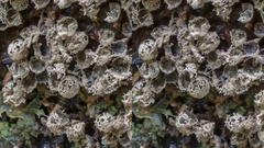 Cribraria argillacea