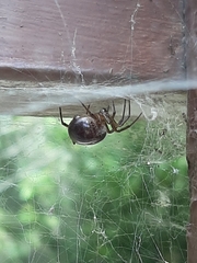 Steatoda