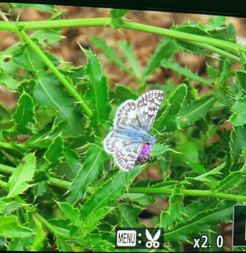 Common Checkered-Skipper