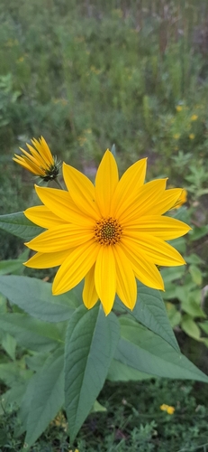 Jerusalem artichoke