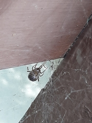 Steatoda