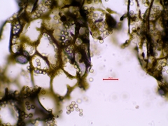 Cribraria argillacea