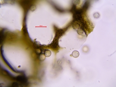 Cribraria argillacea
