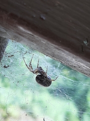 Steatoda