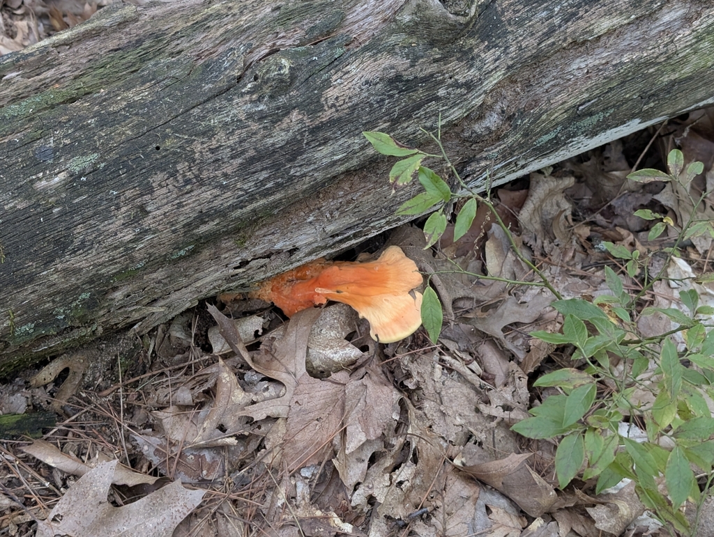 chicken of the woods · August 2026 · photo: Photo: (c) Ben Lapham, some rights reserved (CC BY-SA) · iNaturalist