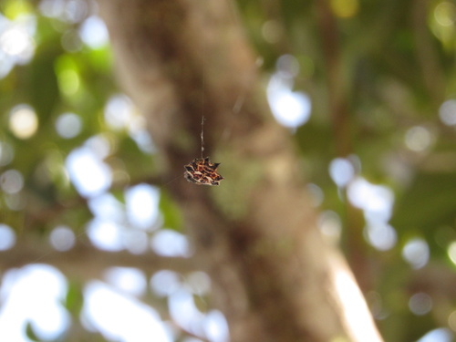 Spinybacked Orbweaver