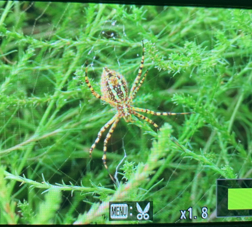 Banded Garden Spider
