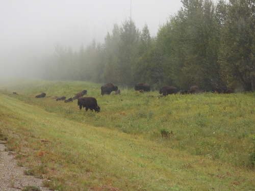 Wood Bison