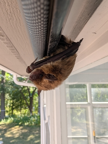 Big Brown Bat observed by literallycob