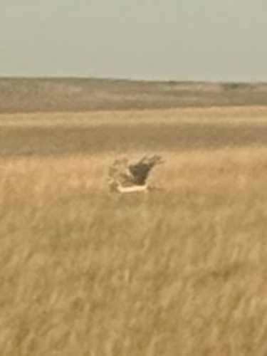 Northern Harrier