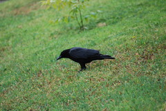 Corvus brachyrhynchos