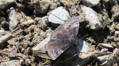 Erynnis lucilius