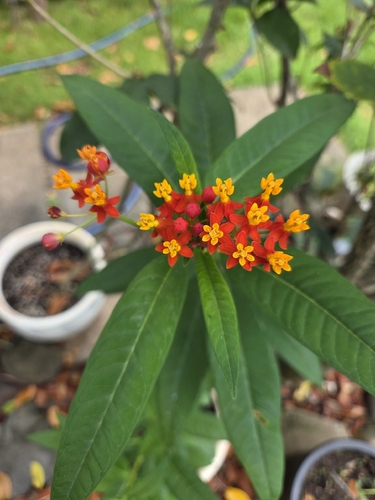 Asclepias curassavica, 2026-08-31