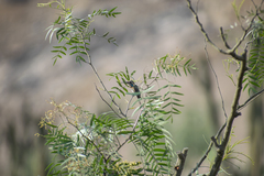 Myrtis fanny