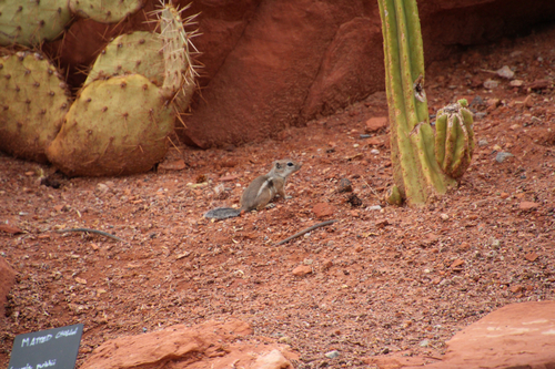 White-tailed Antelope Squirrel observed by theokayestbirder