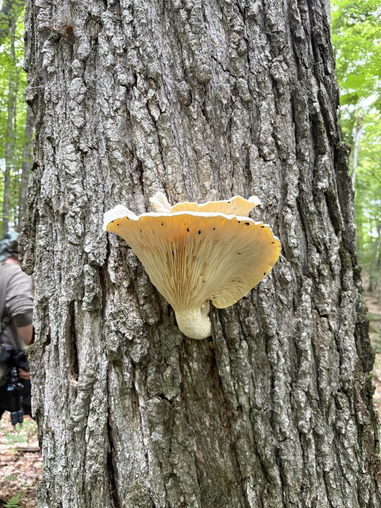 Lynx Paw Oyster · August 2026 · photo: Photo: (c) Luca Gagliano, some rights reserved (CC BY) · iNaturalist