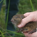 Australian Swamp Rat - Photo (c) Doug Beckers, some rights reserved (CC BY-SA)