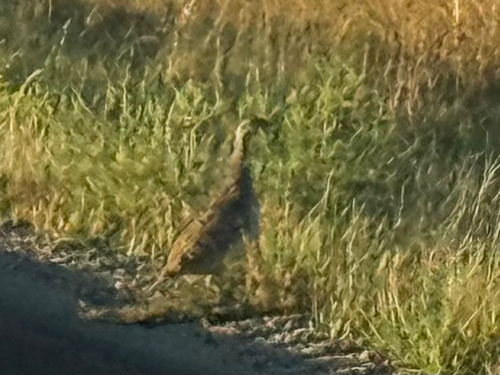 Sharp-tailed Grouse