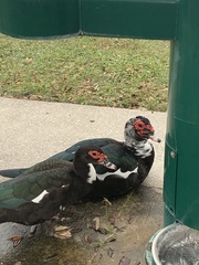 Cairina moschata domestica