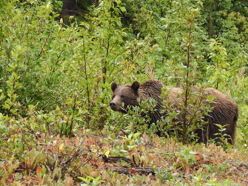 Grizzly Bear sighting near Yukon, YT