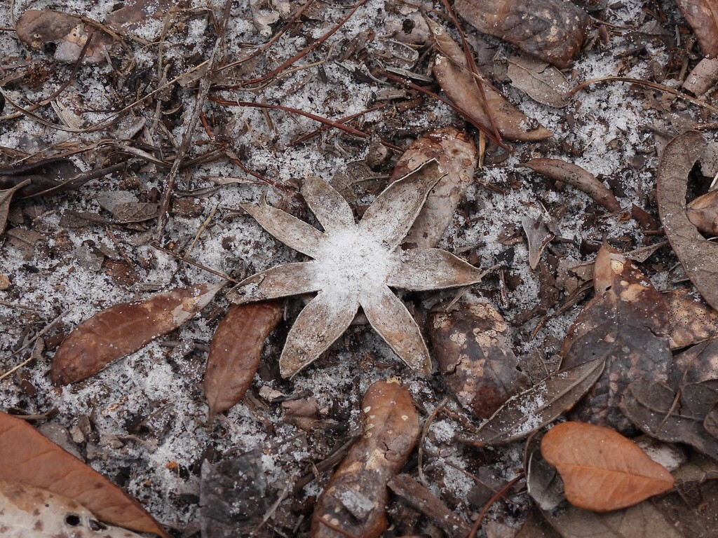 Astraeus morganii · August 2026 · photo: Photo: (c) geosesarma, some rights reserved (CC BY) · iNaturalist