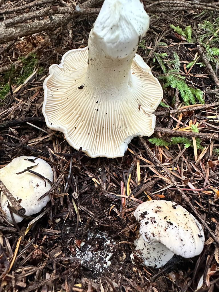 White Chanterelle · August 2026 · photo: Photo: no rights reserved · iNaturalist