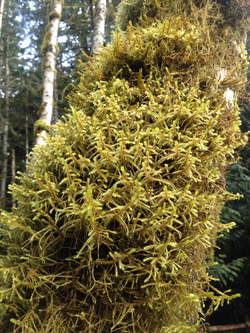 Antitrichia curtipendula