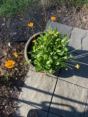 Coreopsis auriculata