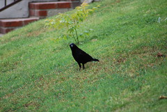 Corvus brachyrhynchos