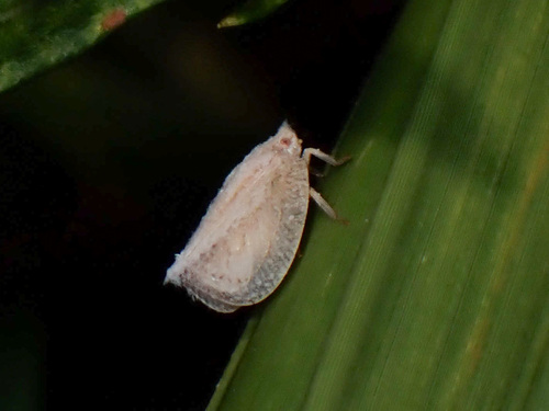 Mimophantia observed 2026-08-31