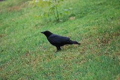 Corvus brachyrhynchos