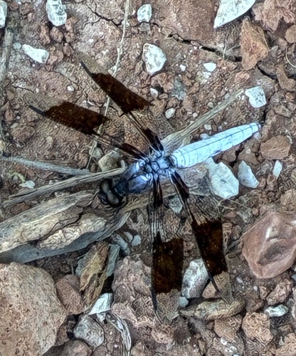 Common Whitetail