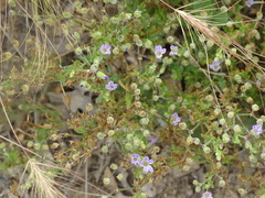Phacelia fremontii