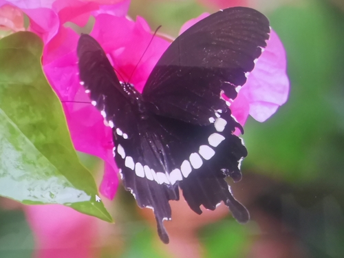 Common Mormon Swallowtail