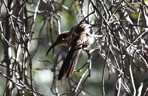 Crissal Thrasher