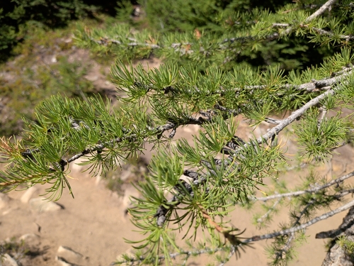 Larix lyallii