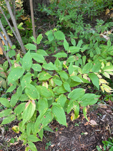 Prosartes hookeri, photograph 6