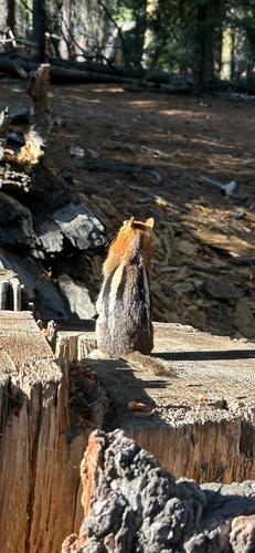 Common Golden-mantled Ground Squirrel observed by lasagnalover710