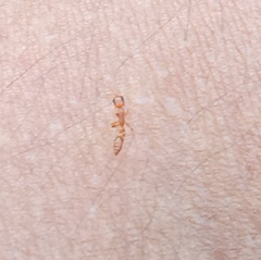 Pseudomyrmex simplex