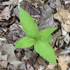 Asclepias quadrifolia
