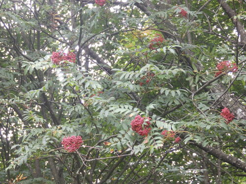 Sorbus americana, photograph 2