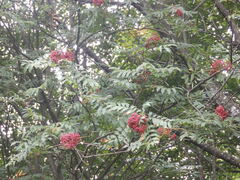 Sorbus americana, photograph (c) Andrew Conboy, some rights reserved (CC BY)